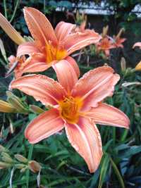 Pachet hemerocallis 5 rizomi