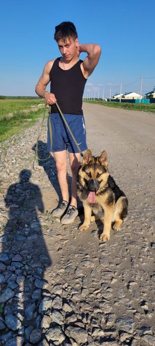 Немецкая овчарка