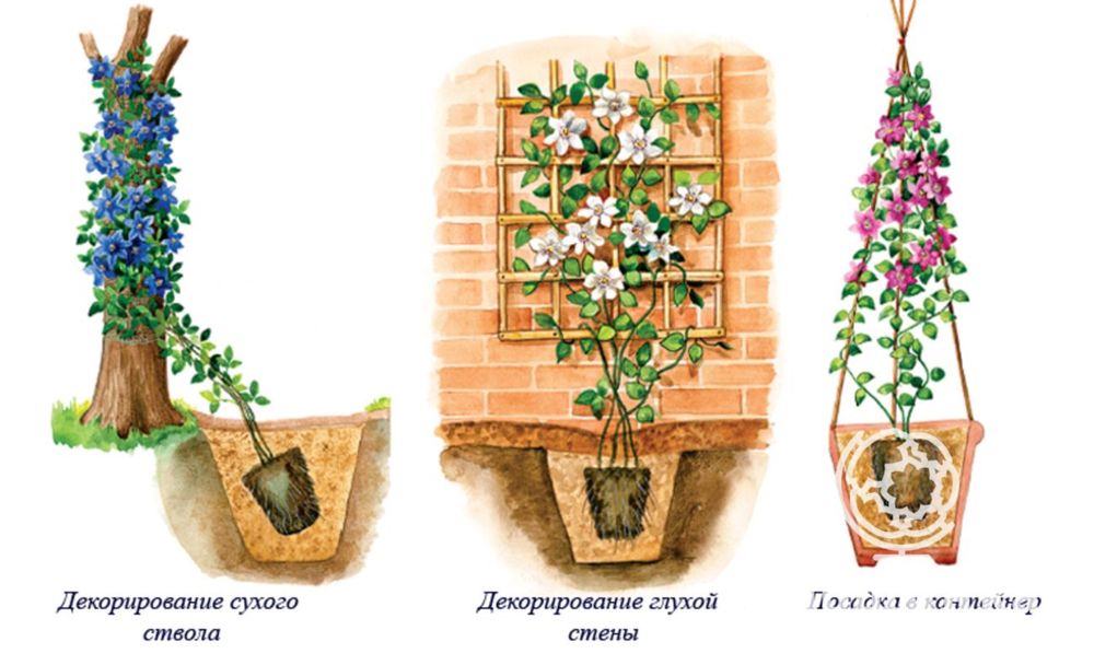 Клематис Тайга махровый