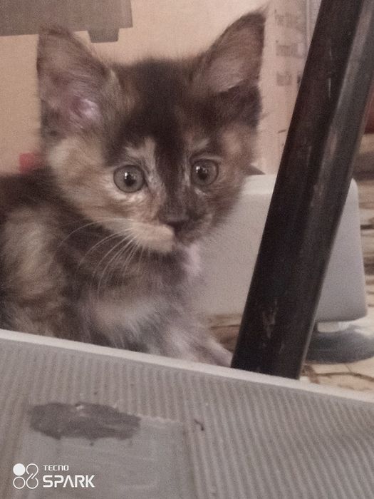 Черепаховая кошка