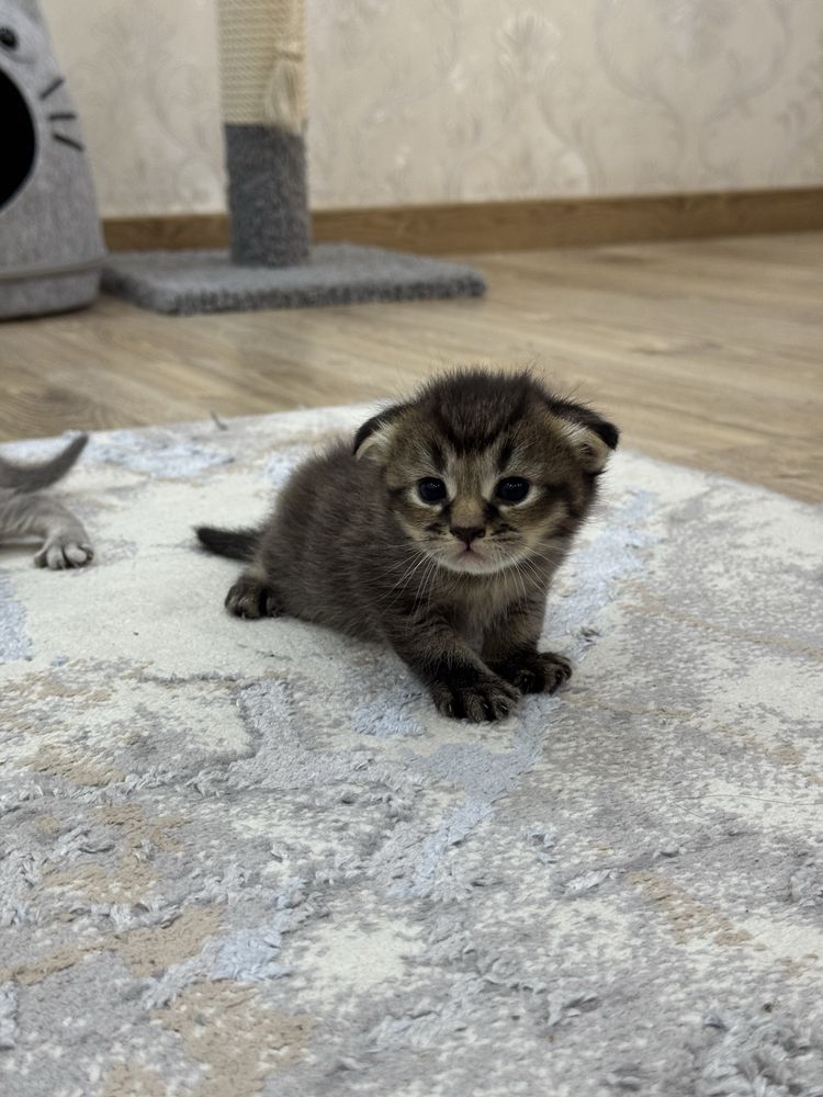 котята (30 дней) страйт/фолд