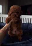 Poodle toy pudel