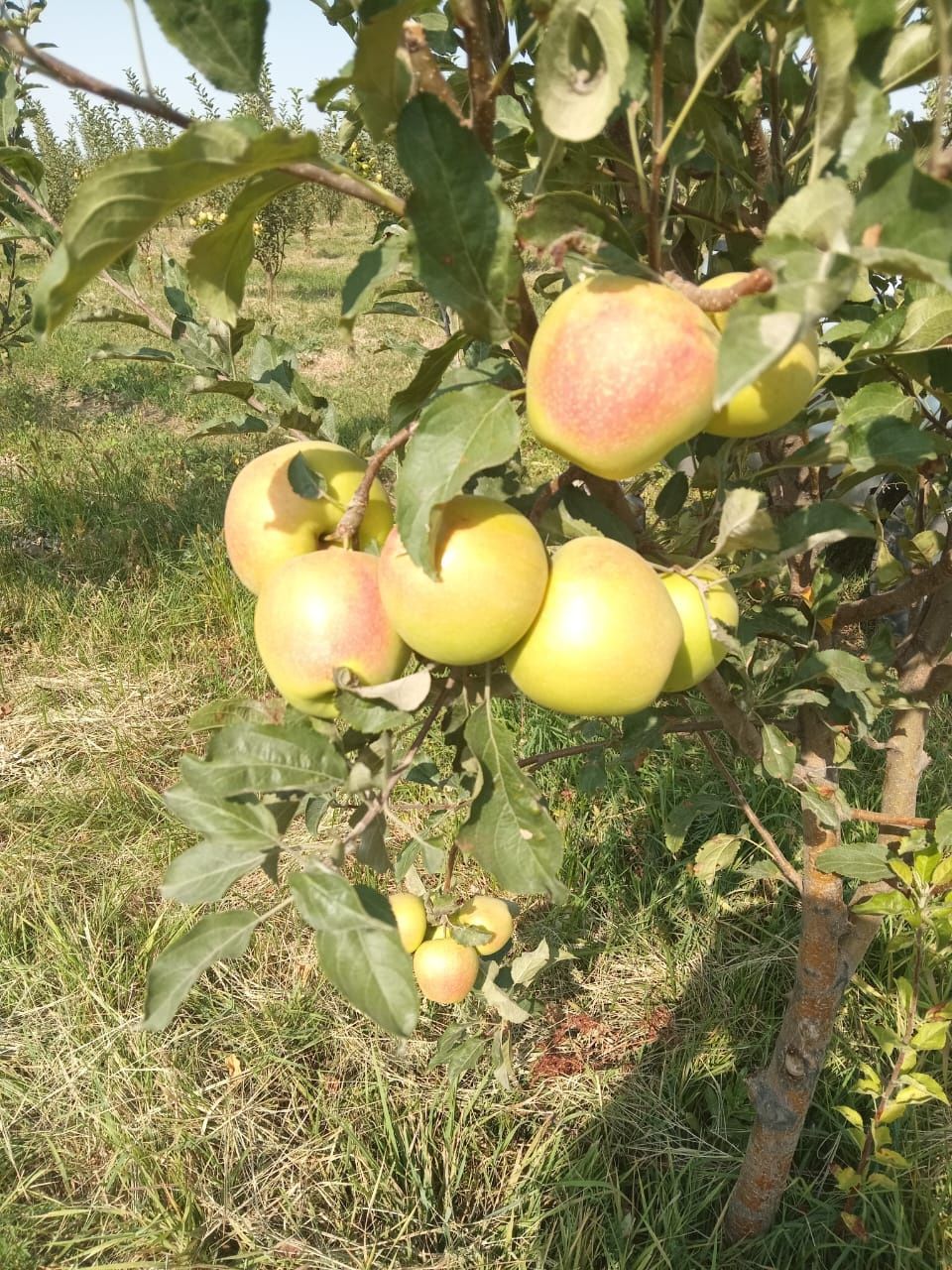 Продам яблоки золотой сорт
