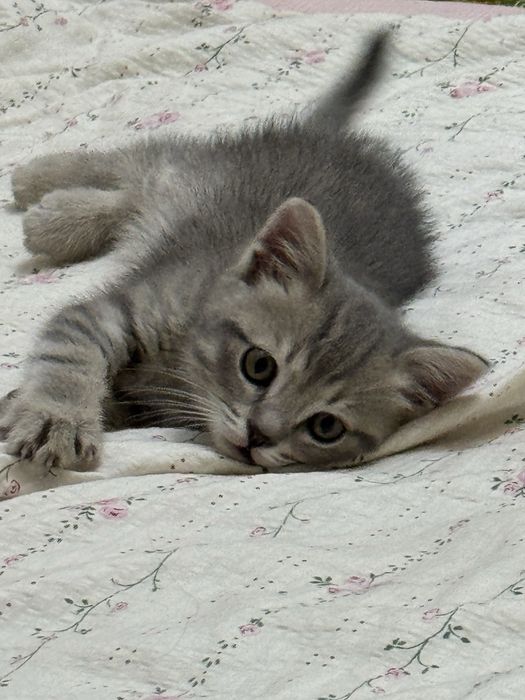 Британский короктко шорстный котенок