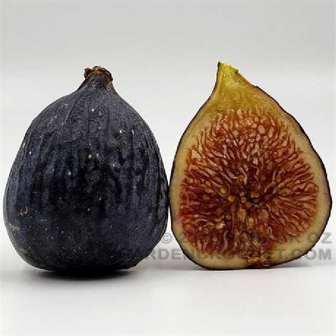 Smochin Napolitana / Ficus carica Napolitana în Ghiveci