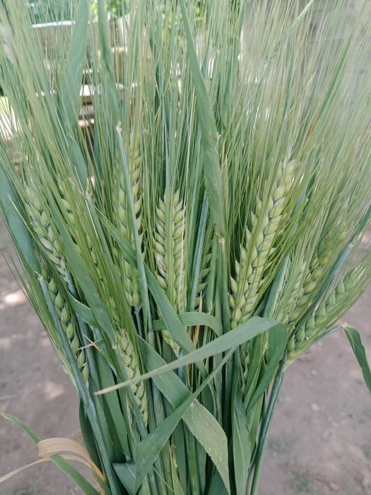 Ячмен Канадски Элвин(ALVIN)