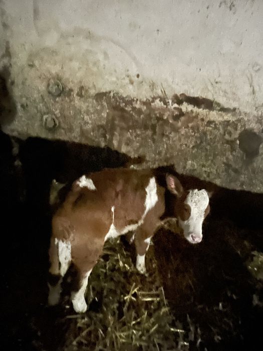 Vand vitelusa de 4-5 saptamani