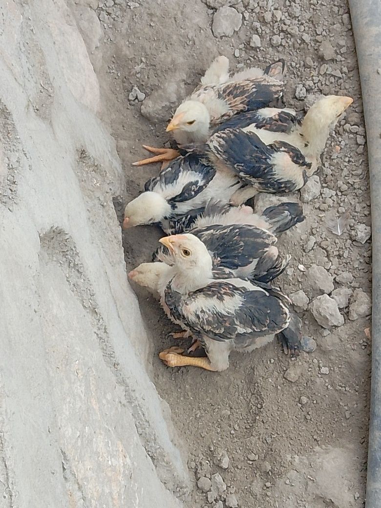 Kulangi sotiladi.donasi 100 mingdan.