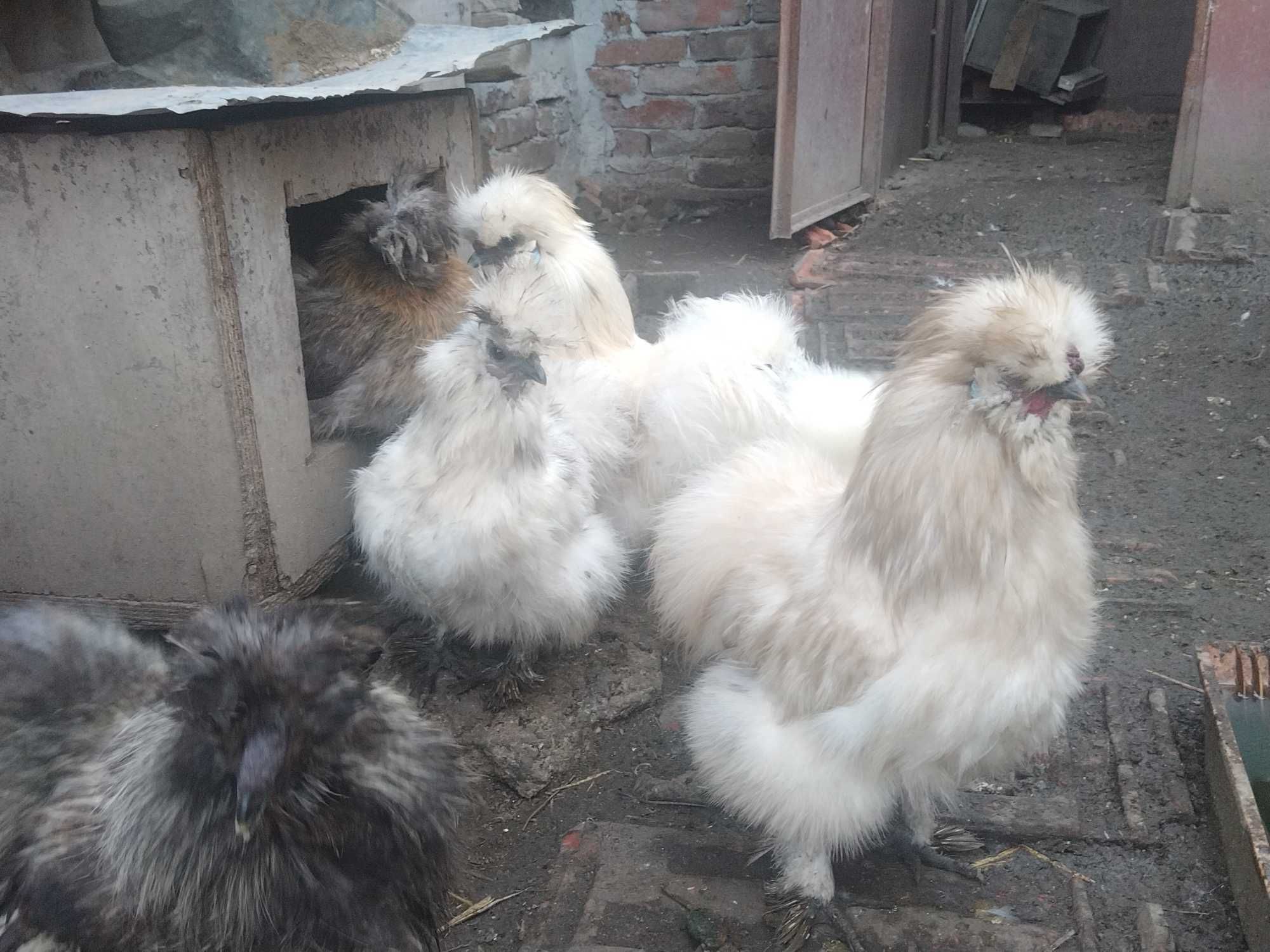 Пилета от селски кокоши, копринки, патици, гъски и пуйки