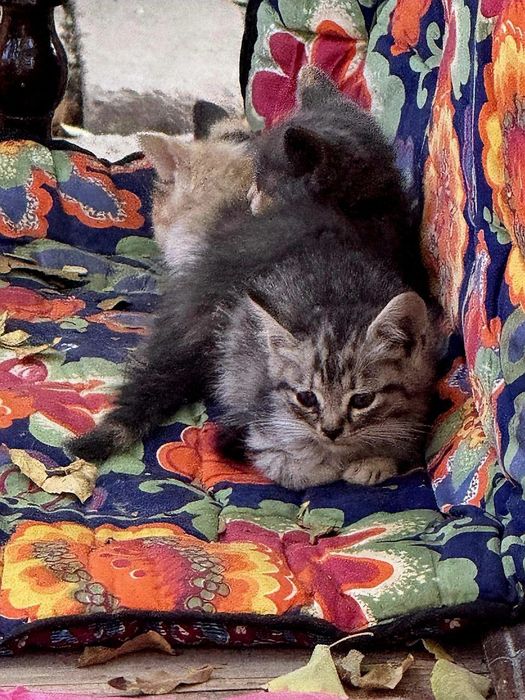 Котята даром в добрые руки