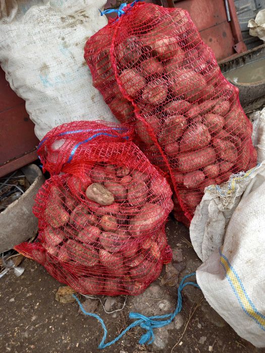 Vand cartofi samanta si cartofi pentru animale.