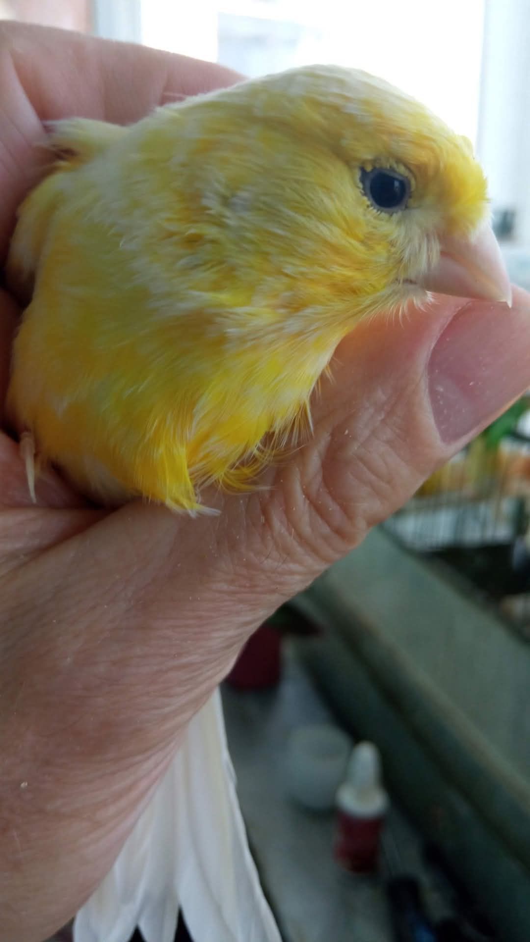 Canari Roller Suceava