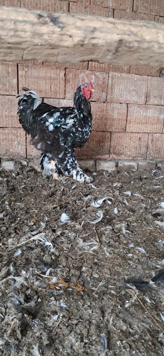 Fam.brahma bobat de vânzare