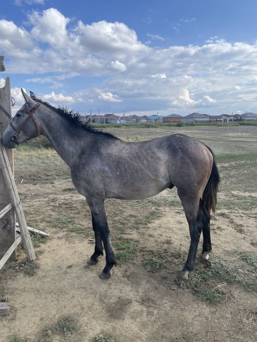 Орловский лошадь