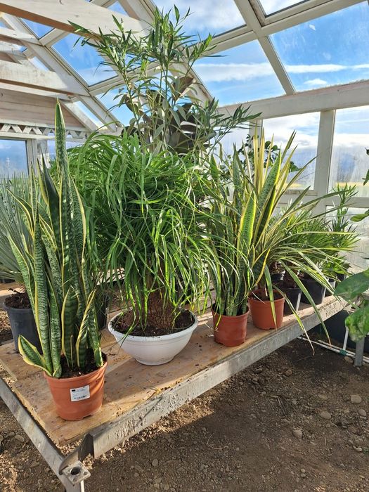 Plante tropicale ,mediteranee ,preturi mici