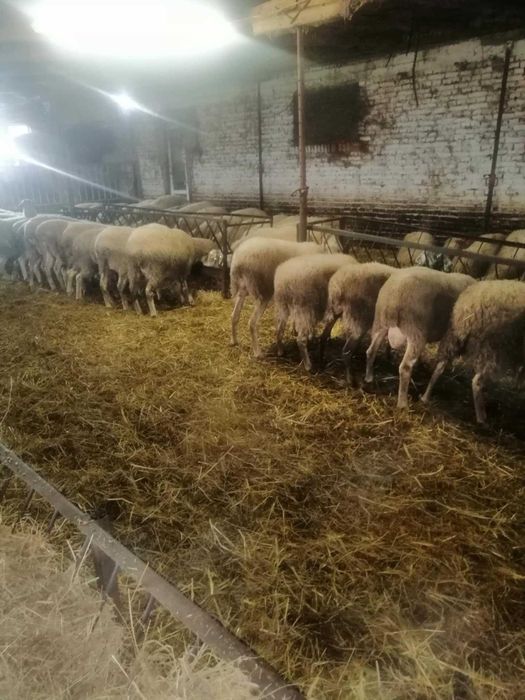 Продавам регистрирани овце