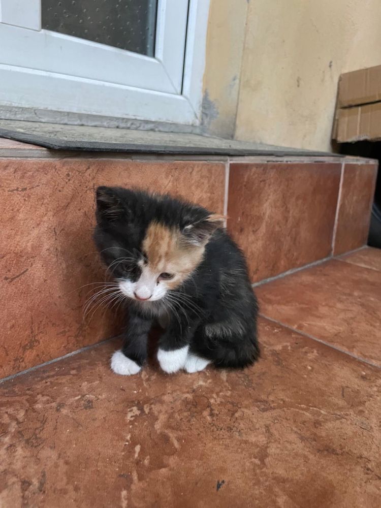 Ofer spre adoptie pisicute