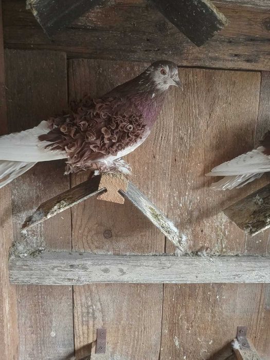 Vand porumbei creti maghiari