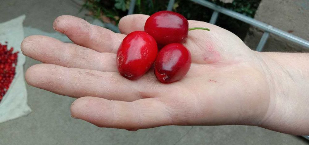 Кизил саженцы со своего участка