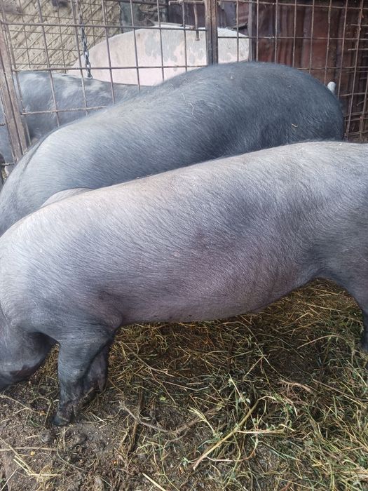 Vând 2 vitei pret negocieabil