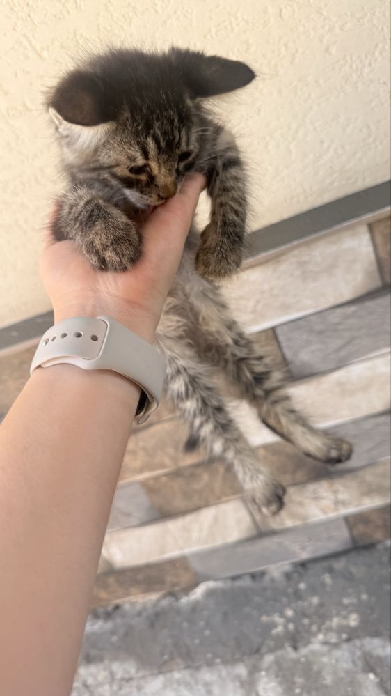 Отдадим котят в добрые руки!