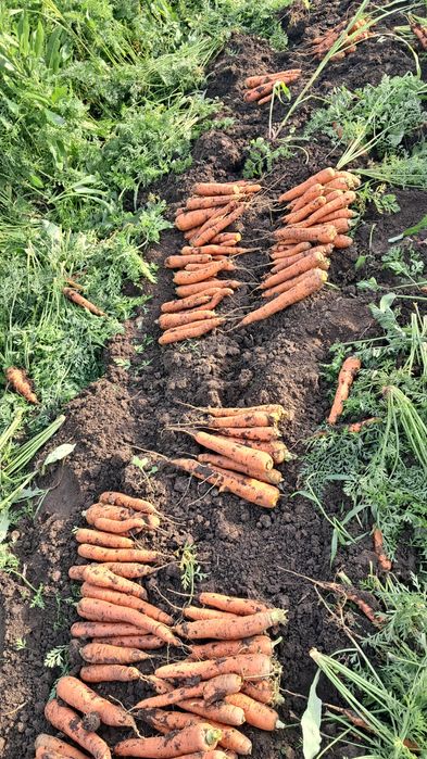 Vand morcov comuna Vanatori