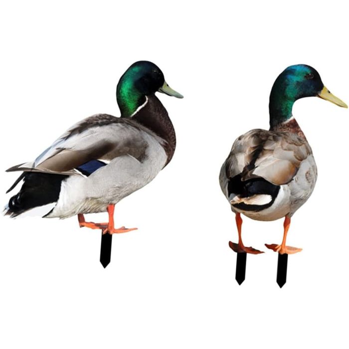 Rata sălbatică impaiata