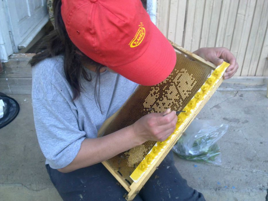 Пчелни майки, отводки и кошери по програмите 2026