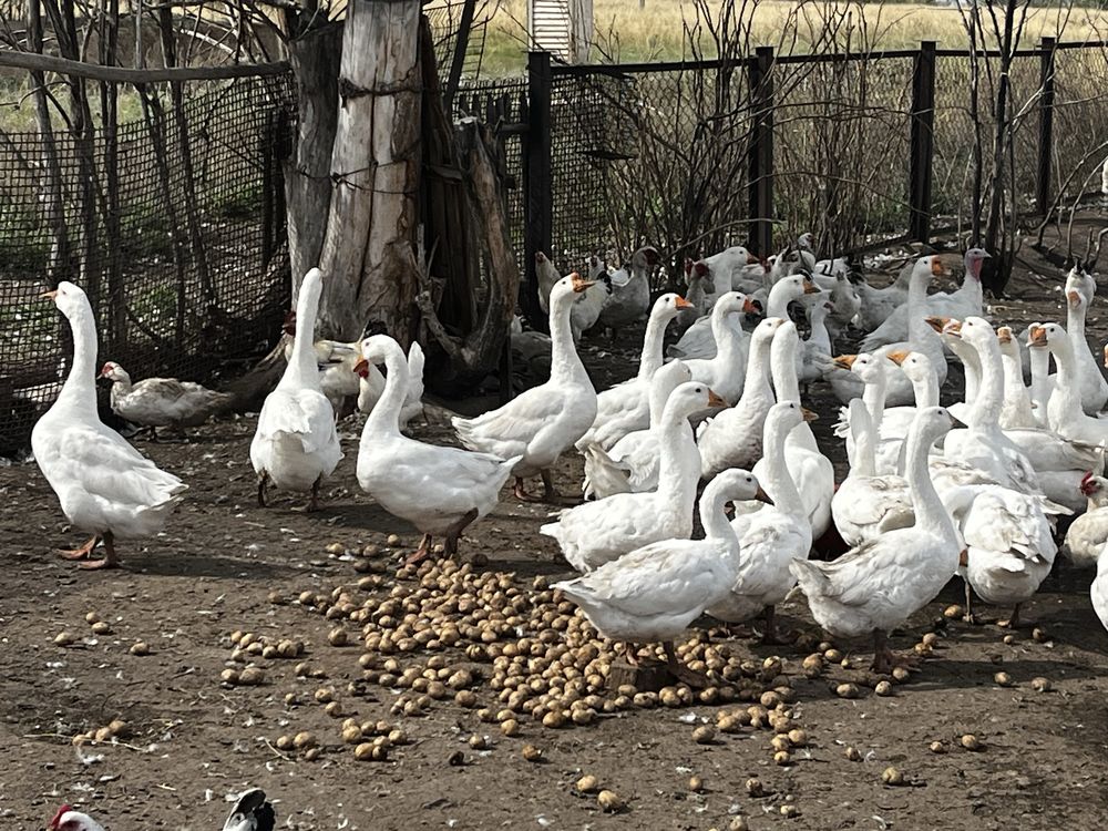 Продам гусей живым весом