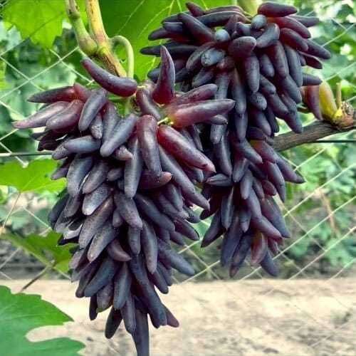 Саженцы и черенки винограда