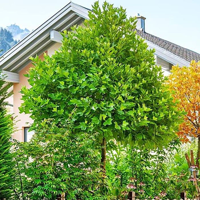 Pomi Ornamentali (Arborele De Lalea )