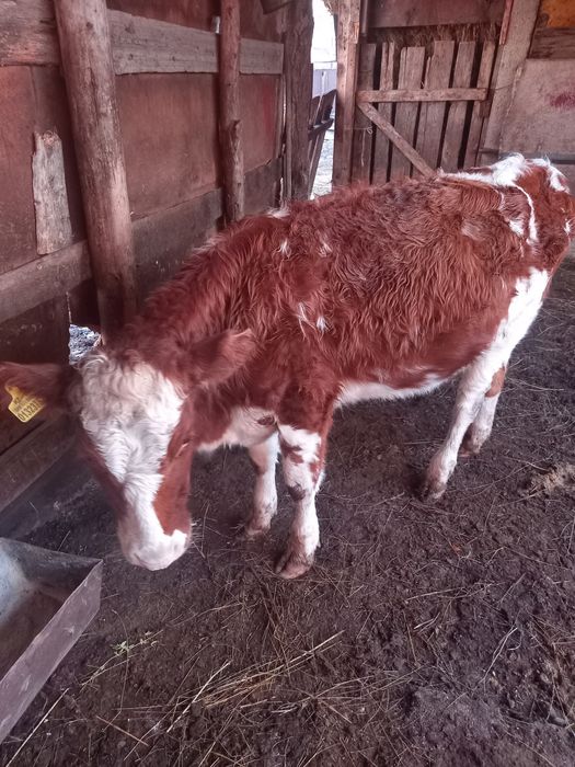 2 бас қашар сатылады