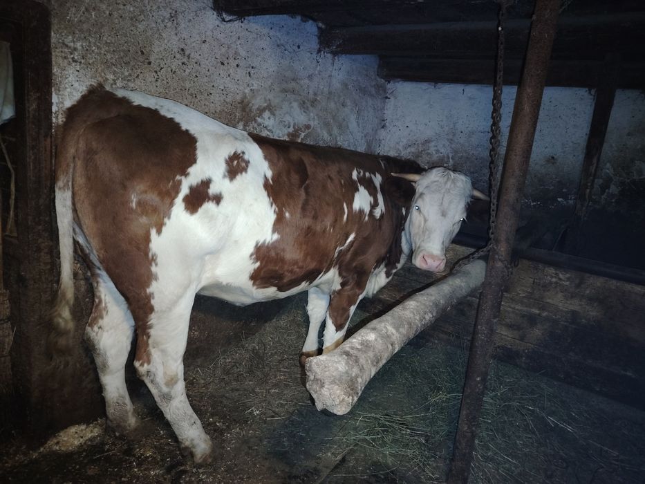 De vânzare vacă și juninca