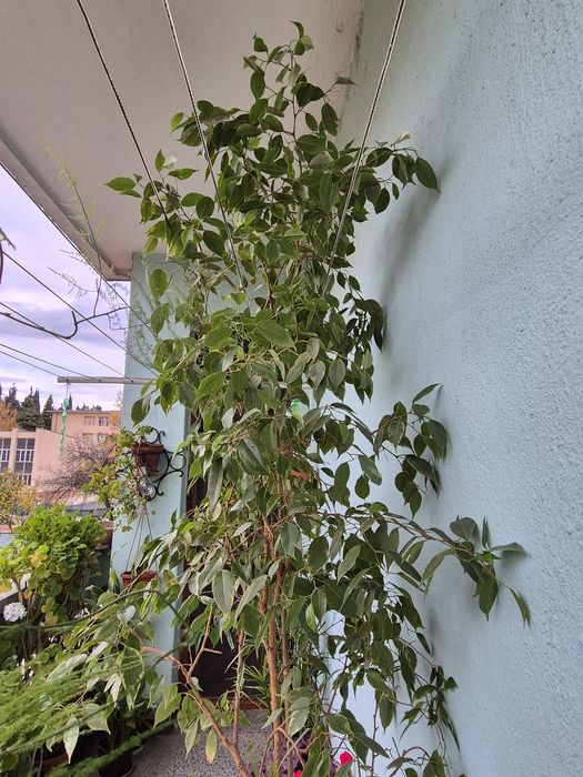 Бенджамин голям - 2 броя