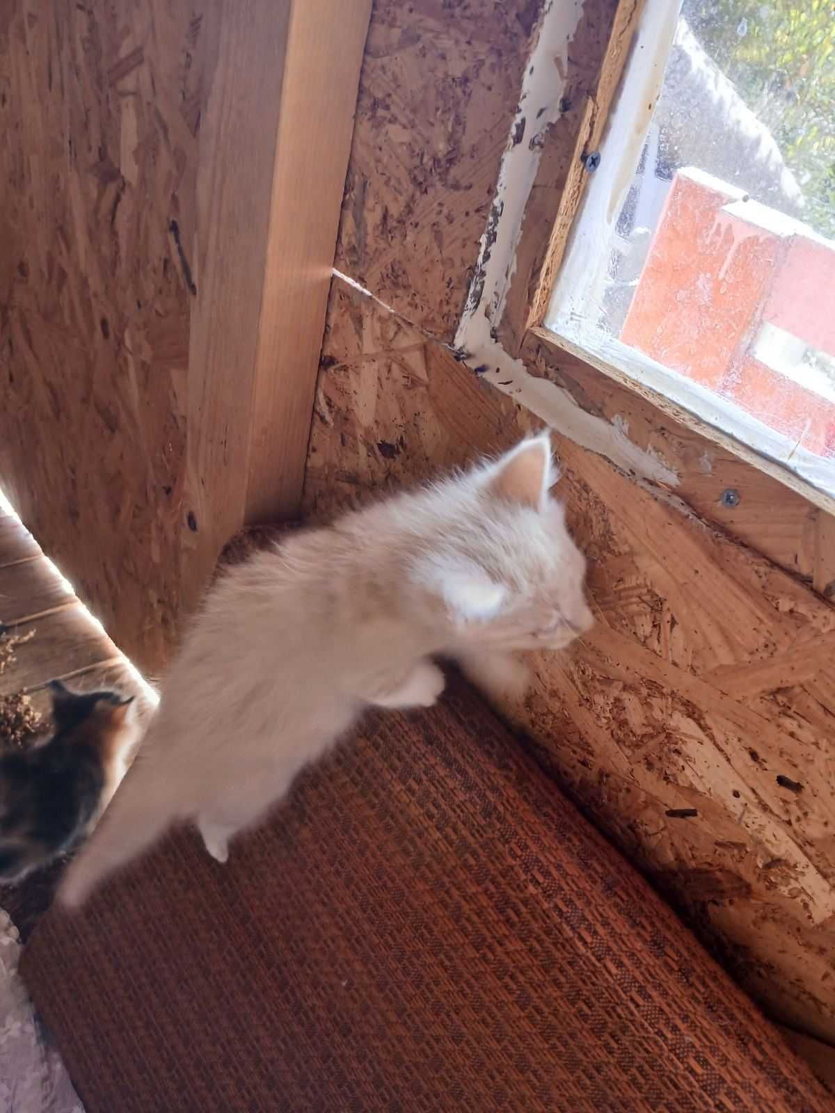 Подарява се коте