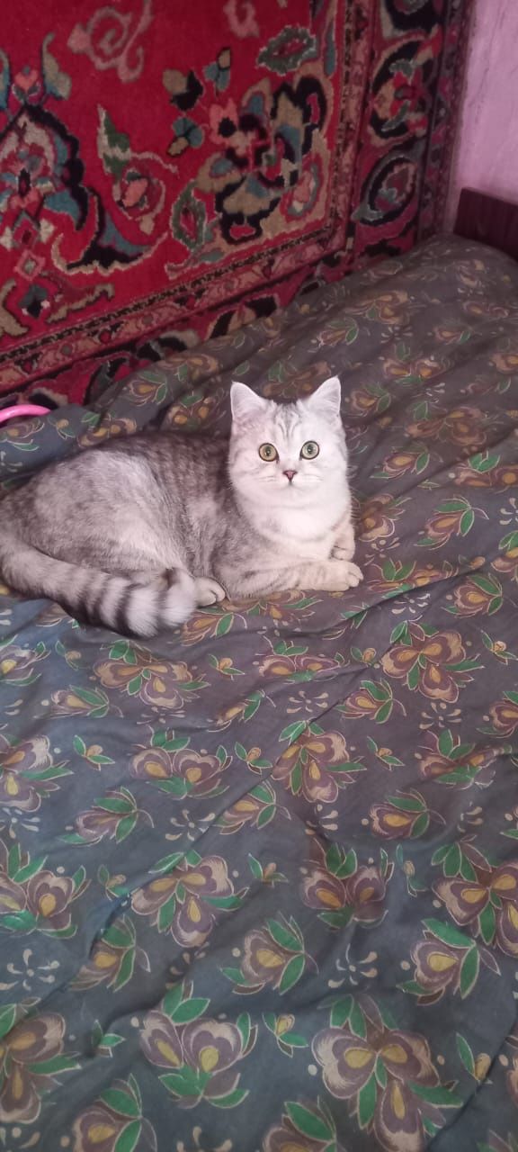 Британский   котик