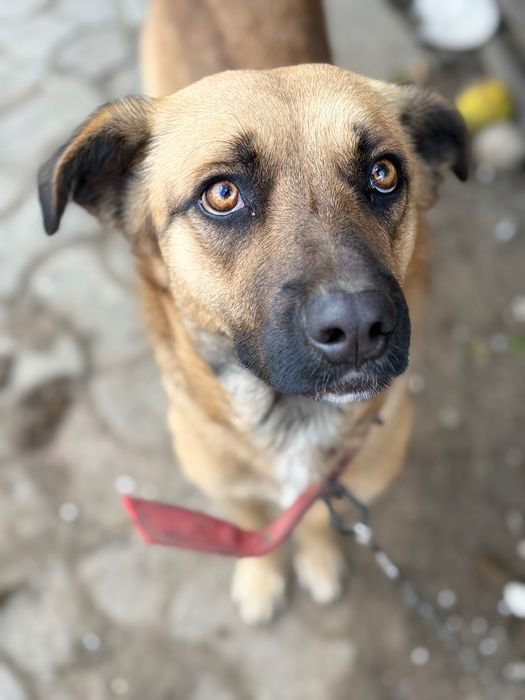 Boss,metis Malinois–blând,devotat și foarte inteligent,caută familie