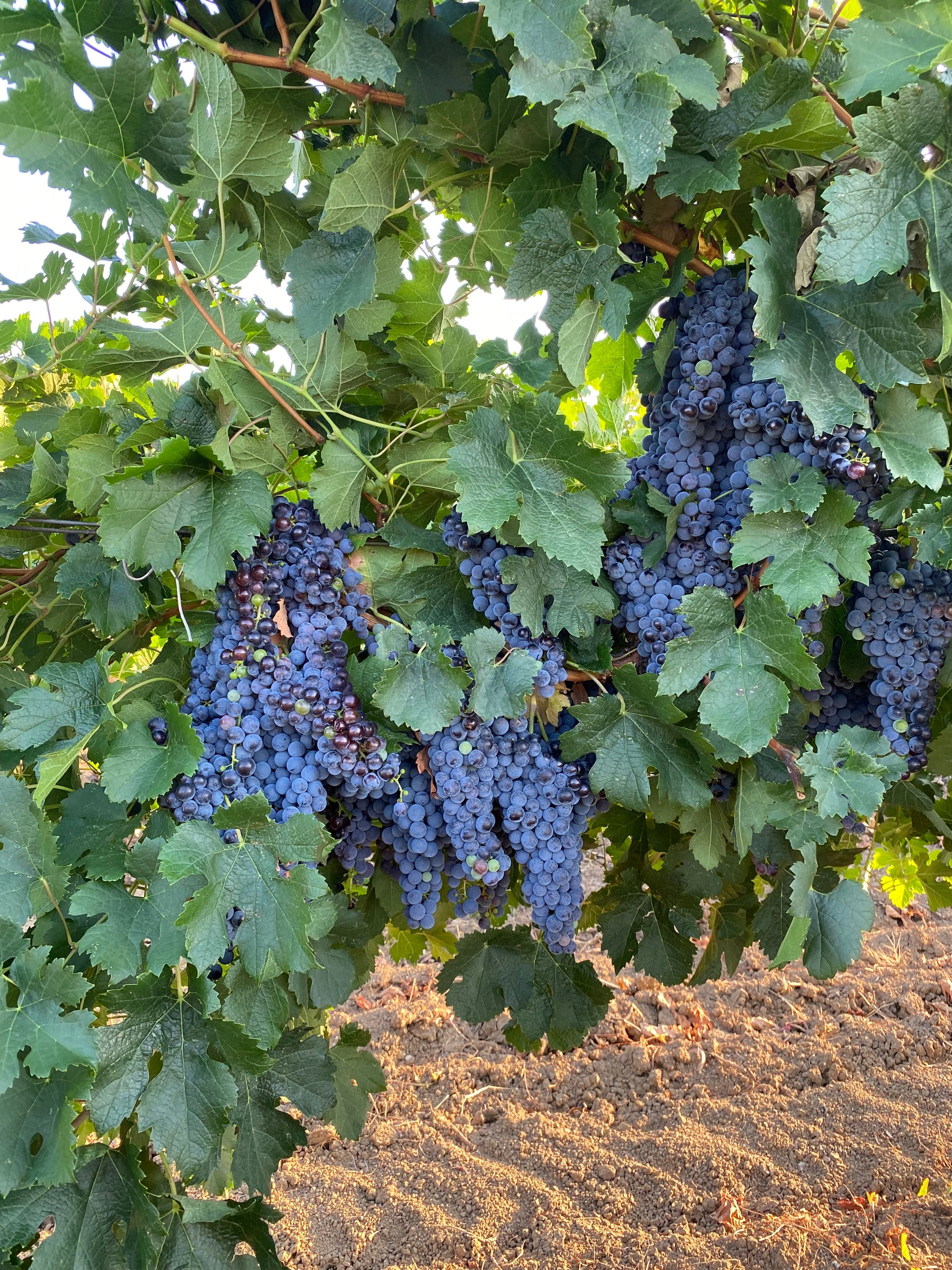 Продавам грозде Мерло,Памид и Брестовица