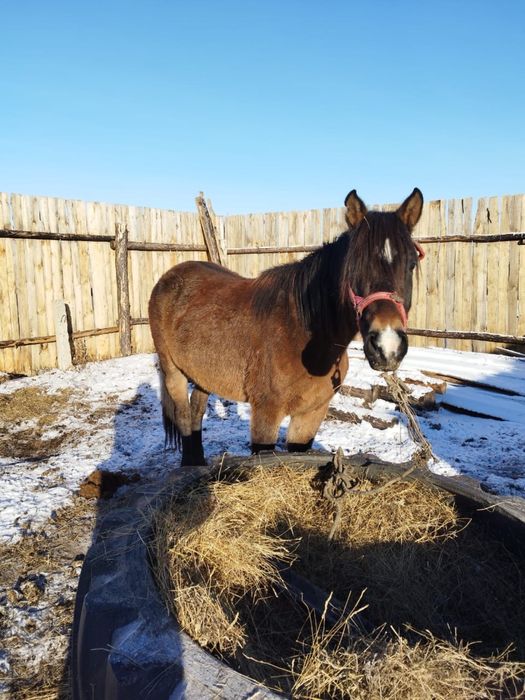 Продам молодую кобылу