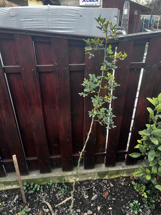 Lămâi trifoliat (Poncirus Trifoliata)