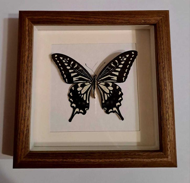 Уникальный подарок - бабочка в рамке..