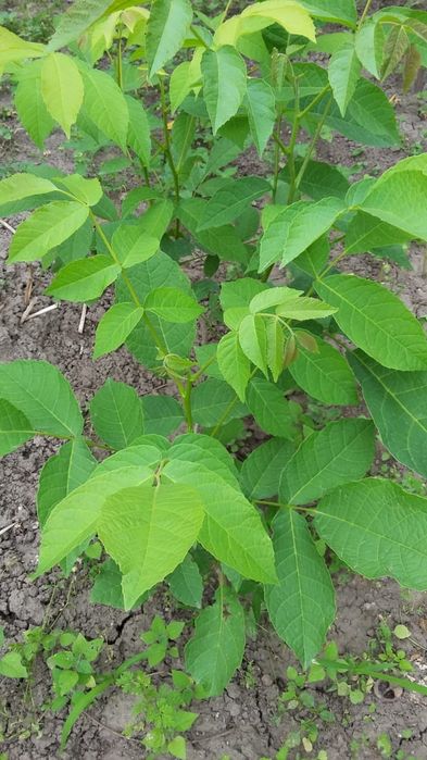 Грецкий орех саженцы