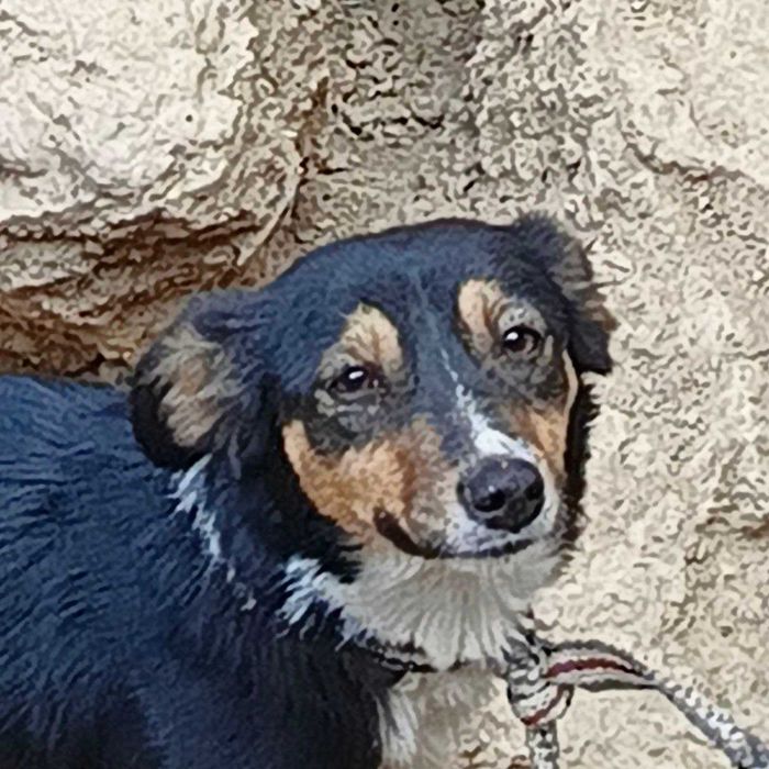 продаются щенки разного цвета маленькие скоро месяц