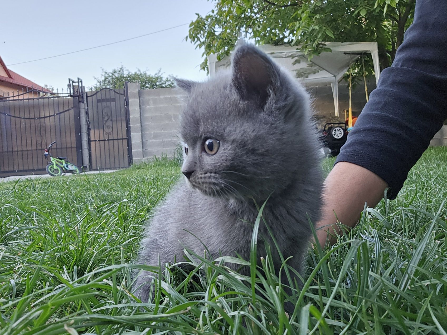 Pui pisica british shorthair