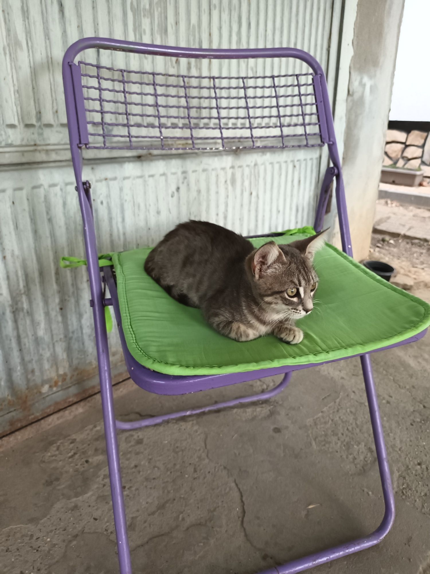 Подарявам малко котенце