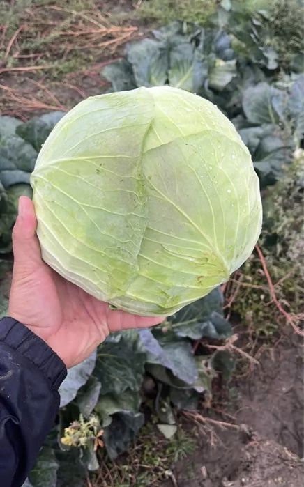 Varză de Buzău..