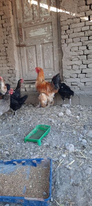 Brama xo'roz sotiladi.