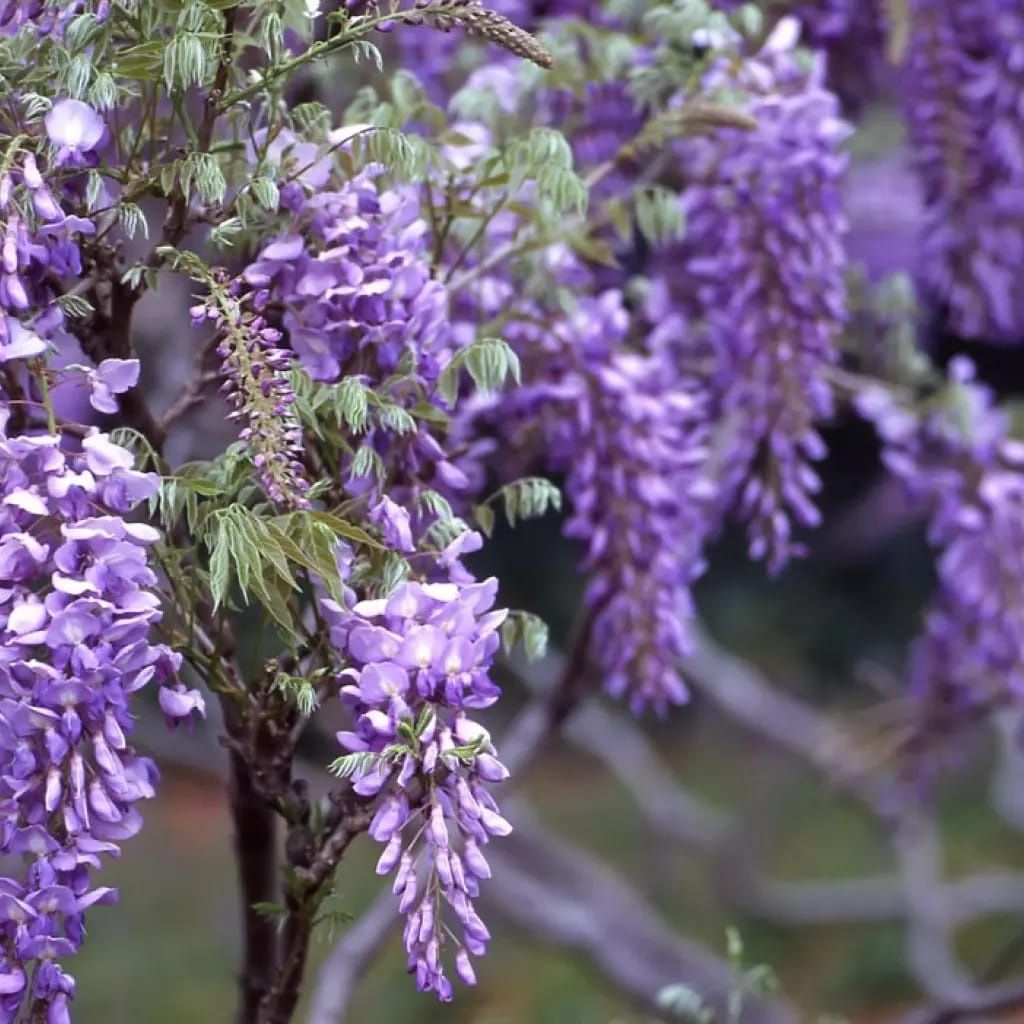 Wisteria (Glicina la Ghiveci 140/160cm )