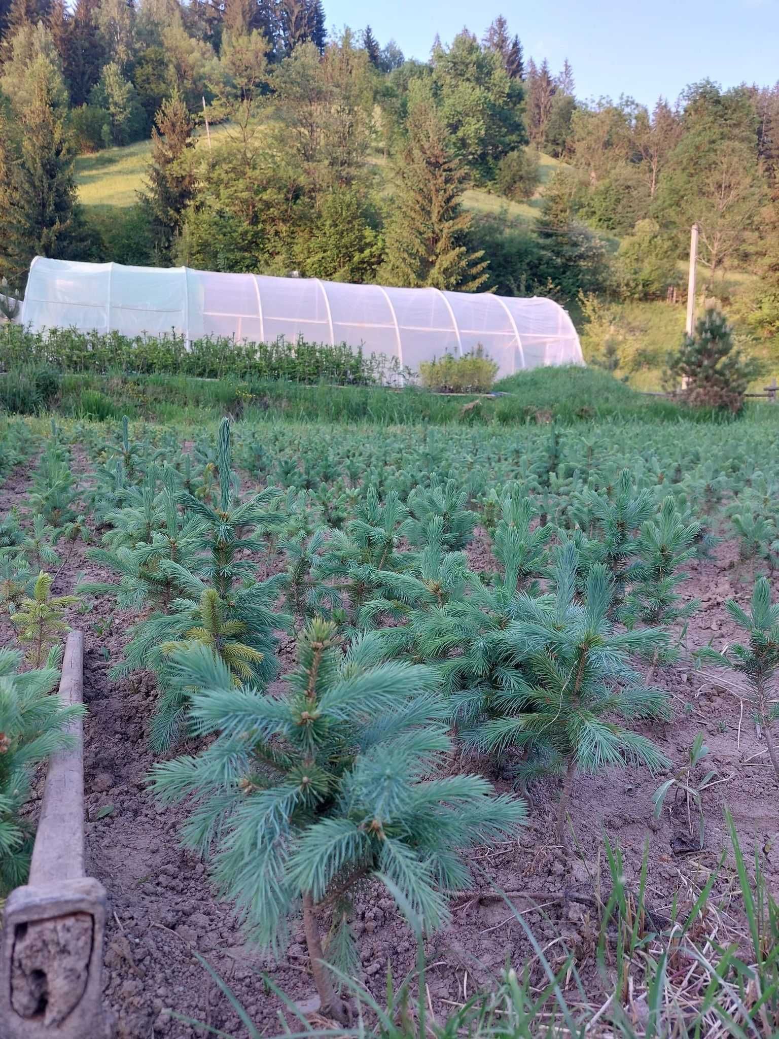 Pachet 50 bucati puieti molid albastru-Picea pungens Glauca Super Blue