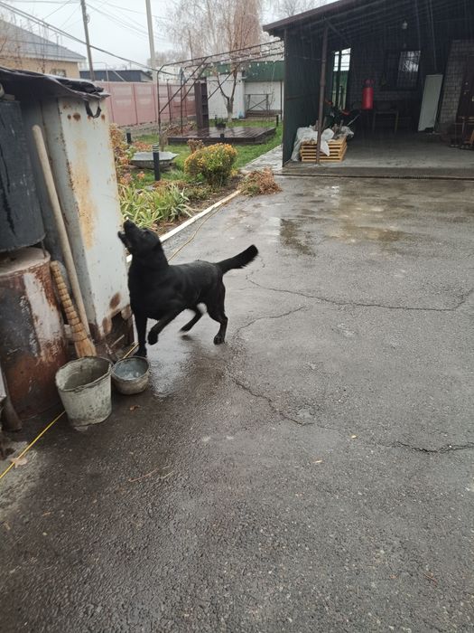 Лабрадор ретривер